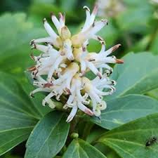 Image result for Buxaceae