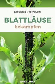 Die 4 Wirksamsten Tipps Gegen Blattlause Ohne Chemiekeule Wurzelwerk In 2020 Selbstversorger Garten Garten Pflanzen Gartenarbeit