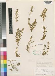 Image result for Faroa pusilla