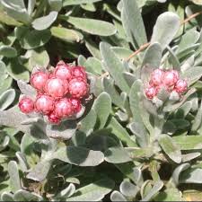 Image result for Helichrysum