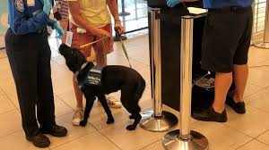Heat detectors detect patients with high temperatures and corona virus at the airport entrance and shopping mall. Future Guide Dogs Get Tsa Checkpoint Training At Bwi To Practice When They Go On Flights Wjla