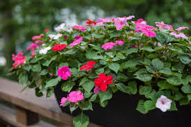 Image result for Impatiens mildbraedii