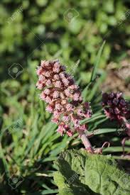 Bot.〉 korbblütler, der im mittelalter als schweißtreibende u. Bluten Der Gemeinsamen Pestwurz Petasites Hybridus Lizenzfreie Fotos Bilder Und Stock Fotografie Image 39687708