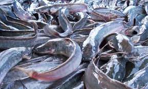 Rekomendasi Racikan Umpan Ikan Lele Terbukti Ampuh Dan Jitu
