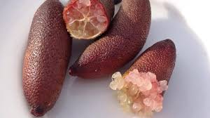 Native Lime With Unique Juicy Sweet Caviar Like Pulp Easy To Grow And Suitable For Pots In 2020 Finger Lime Citrus Caviar