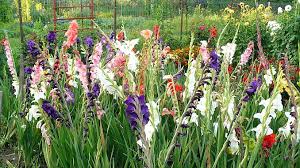 Cu putin efort, putem recrea o mica pajiste in gradina noastra pentru a ne bucura de tabloul vom crea astfel conditii optime pentru semintele de flori salbatice pe care le vom semana de preferat toamna, deoarece multe din ele trebuie sa treaca. Imagini Cu Flori De Camp Toamna