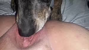 Dog licks womans wet pussy in marvelous scenes while she moans