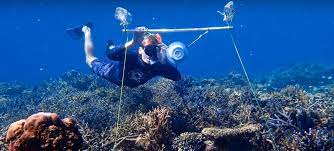 Artificial Coral Reef Music Attracts Fish To Help Ecosystem