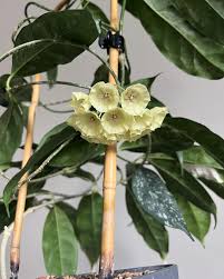 Image result for Carvalhoa campanulata