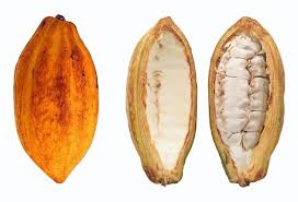Cari gambar kartun lucu dan pilih dari 10.000 gambar keren kartun tanpa bayar. Gambar Buah Coklat Kartun