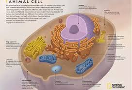 Animal cell 9th grade biology. History Of The Cell Discovering The Cell National Geographic Society