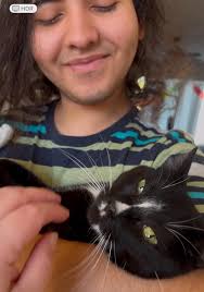 Introduction to Tuxedo Cat Bart