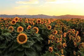 How Sunflowers Follow The Sun Berkeley News Sunflower feild sunflower field pictures sunflower pics sunflower field photography photo shared by cosmicdunes. how sunflowers follow the sun