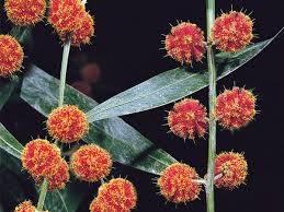 Image result for Acacia lasiopetala