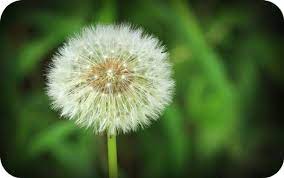 Symbolic Dandelion Meanings Dandelion Meaning Dandelion Dandelion Tattoo Design