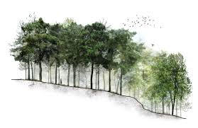 Raft Pinewoods Section Landscape Architecture Graphics Landscape Architecture Design Landscape Architecture Section