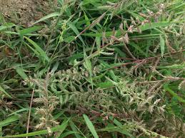 Image result for Dinebra