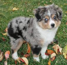 Ad said detroit, but went to belleville, mi to pick up puppy. Droll Blue Merle Australian Shepherd Puppies For Sale In Tennessee L2sanpiero