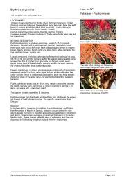 Image result for Erythrina abyssinica