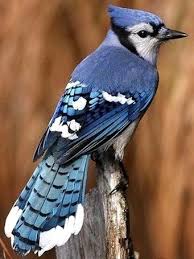 Birds Of Prey Trailer Song Lulu Birds Kenosha Birds Of Prey Trailer Song Lc 130 Hercules Ski Birds 8 Blade Birds And The Bees And The Stds Beautiful Birds Blue Jay Bird Pictures