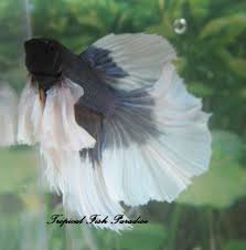 Elephant ear betta fish slow motion. Navy Blue Black White Dumbo Big Ear Elephant Ear Halfmoon Hm Male Betta Fish 13 Betta Fish Betta Fish