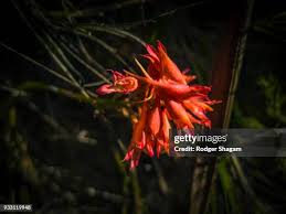 Image result for Disa robusta