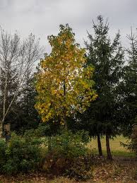 Sweet gum is banned in some places for this reason. Liquidambar Styraciflua American Sweet Gum Redgum Red Sweet Gum Sweetgum Sweet Gum Sweetgum Tree North Carolina Extension Gardener Plant Toolbox