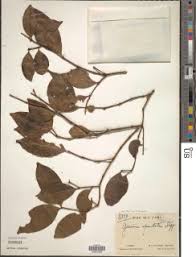 Image result for Garcinia buchneri