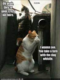Funny Dog And Cat Pictures With Captions Funny Dog Photo With Caption Cats With Dog Whistle Funny Animal Pictures Funny Cat Photos Funny Cat Pictures