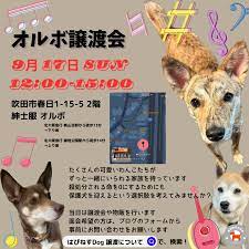 NPO法人 はぴねすＤＯＧ – 犬の里親募集～関西・大阪で犬の保護活動を行うNPO法人 はぴねすＤＯＧ