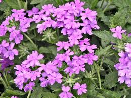 Image result for Verbena × teasii