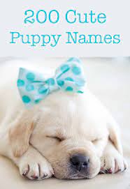 So here is the complete list of top, best, unique, cute, good, funny etc. Cute Puppy Names Over 200 Adorable Ideas For Naming Your Dog