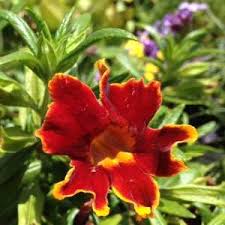 Allen's flowers and plants is a san marcos area florist. San Marcos Growers Wholesale Nursery Santa Barbara California
