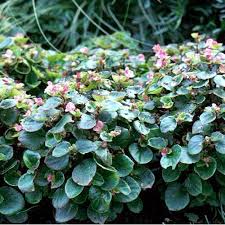 Image result for begonia semperflorens