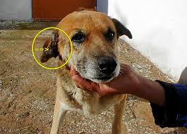 Image result for scabies dog ear