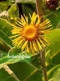 Image result for Inula mannii