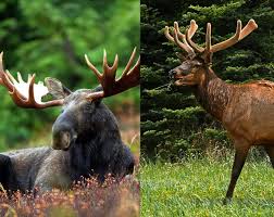 Adults normally measure about eighteen inches (45. The Difference Between Moose And Elk Bear Witness Safari Tours