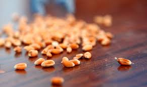 Ricevimento e stoccaggio delle materie prime: Dal Seme Alla Pasta Ecco Come Nasce Il Migliore Grano Duro Italiano Sgambaro