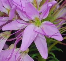 Image result for Cleome schimperi