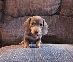 Mini Dachshund Puppy Puppylove Dachshund Puppies Puppies Wiener Dog