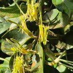 Image result for Erianthemum dregei