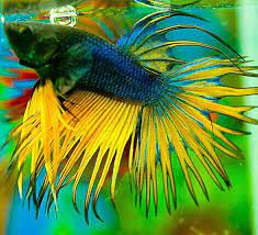 Mustard Gas Crown Tail Betta Male Betta Betta Fish Breeding Betta Fish