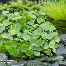 Image result for Hydrocotyle
