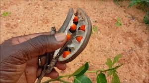 Image result for Afzelia