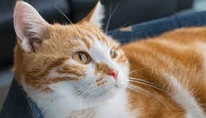 How much does it cost to ship a pet? A Global Guide To Pet Relocation Costs 2021 Movehub