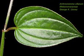 Image result for Melastomataceae