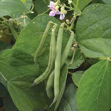 Snap beans, also called green beans or string beans (although most modern varieties do not have strings) are harvested when the pods contain immature seeds, and the pods are still succulent. Provider Bean Seed Savers Exchange