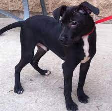 Proven labrador retriever ownership tips on making your dog happy, healthy, and obedient. Jack Russell Terrier Chihuahua Mix Black Pets Lovers