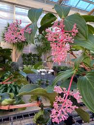 Image result for Medinilla myriantha