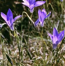 Image result for Wahlenbergia capitata